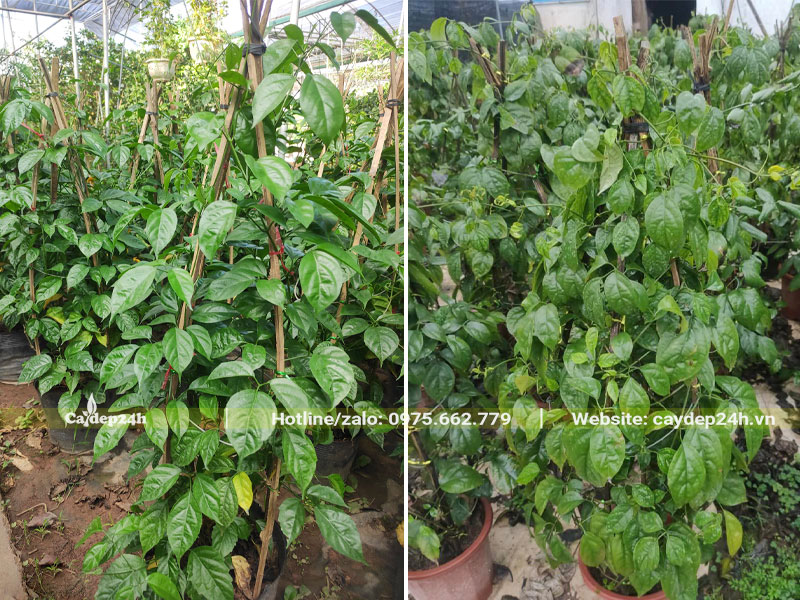 Hàng chăm sóc cây thân leo chiều cao hơn 1m dưỡng tại nhà vườn
