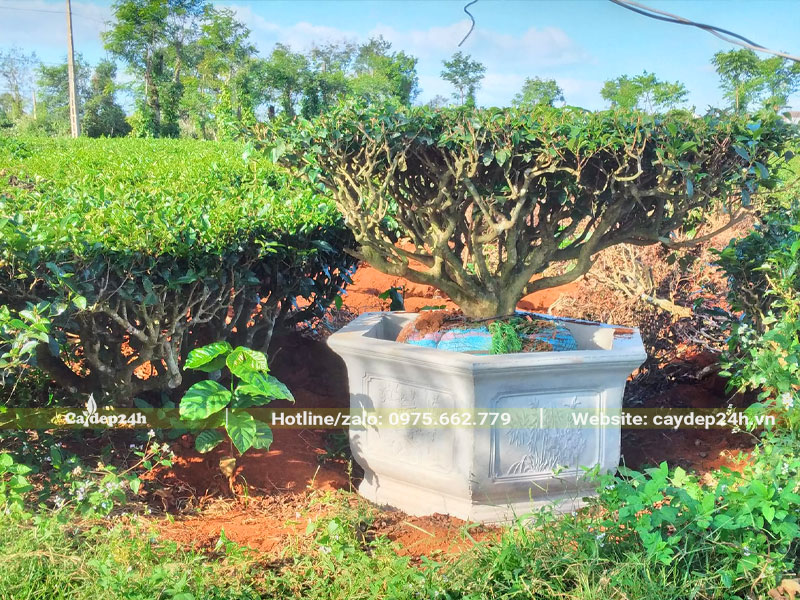 Trồng cây Chè đường kính gốc 18cm vào chậu cảnh bằng đá