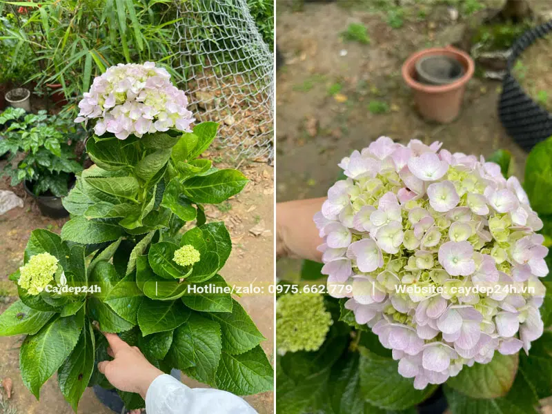 Chậu hoa Cẩm Tú Cầu đẹp, cao 50cm