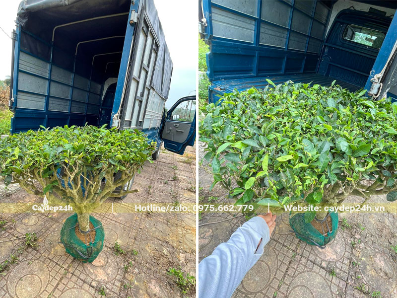 Bốc xếp cây trà xanh cao 90cm lên xe