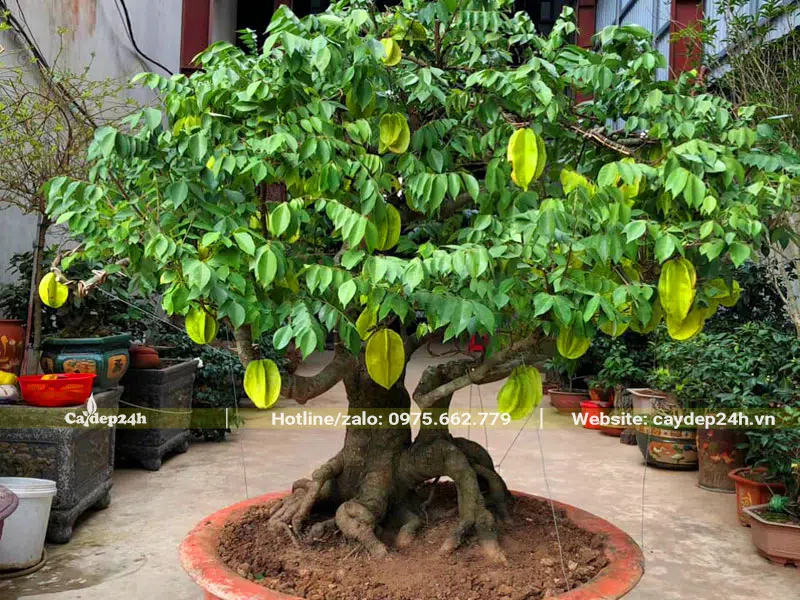 Chậu cây Khế cảnh trồng trước nhà