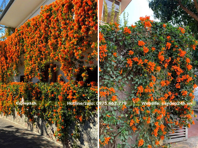 Cây hoa Chùm Ớt Rạng Đông trồng hàng rào
