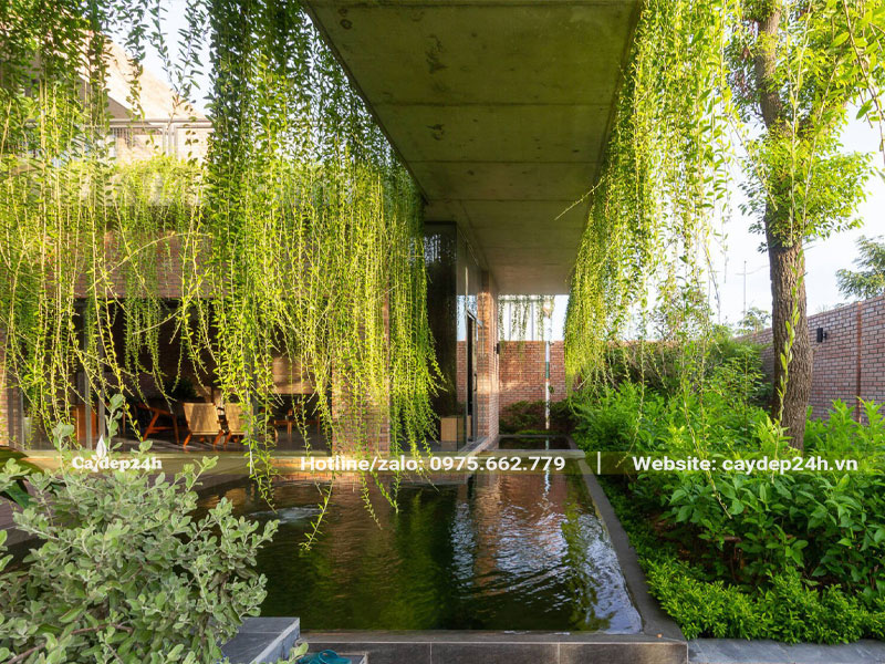 Dây Cúc Tần Ấn Độ buông rủ soi bóng bên hồ nước