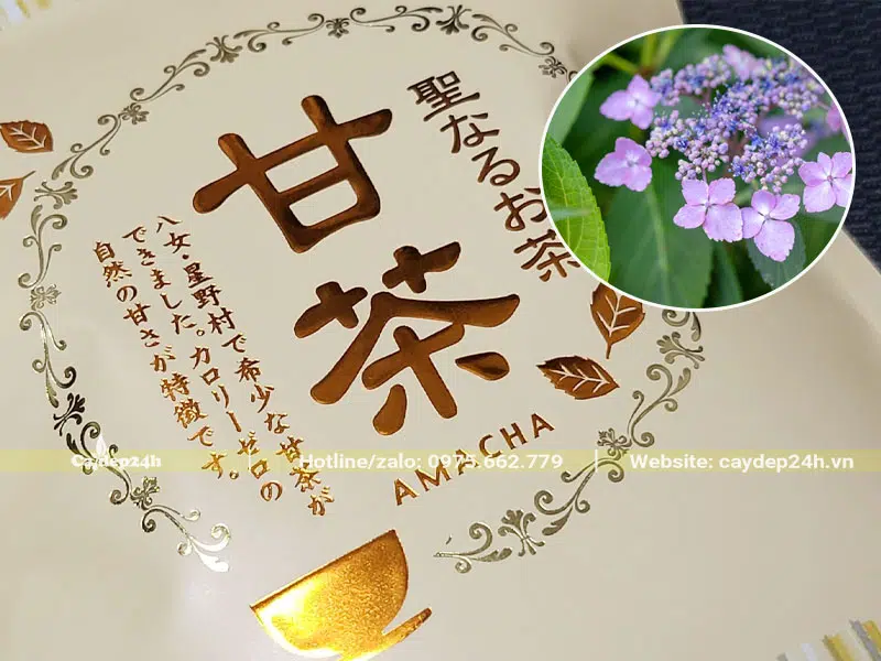 Loại Trà Amacha nổi tiếng ở Nhật