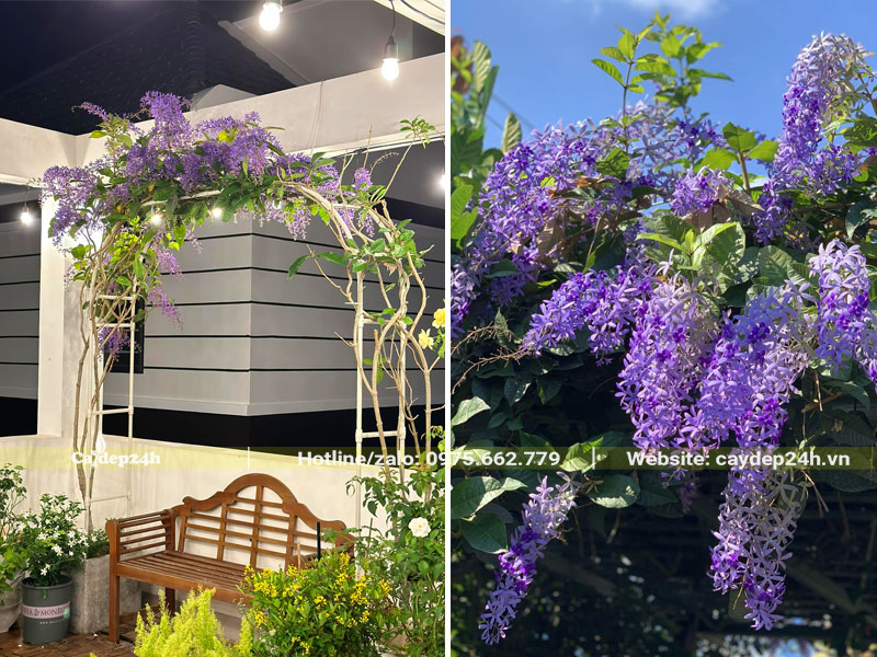 Trang trí sân thượng bằng giàn hoa Mai Xanh