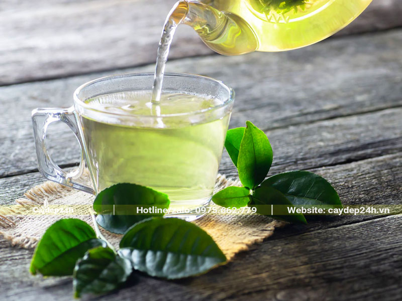 Uống nước trà xanh mỗi ngày rất tốt cho sức khỏe