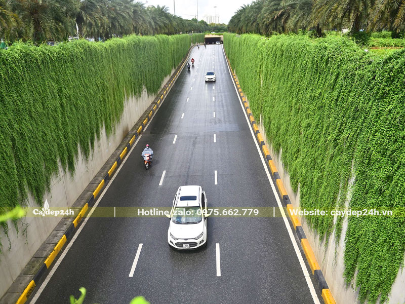 Dây leo xanh phủ kín tường hai bên của hầm đường bộ