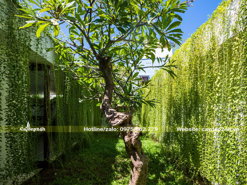 Không gian xung quanh nhà tràn ngập sắc xanh với dây leo cúc tần ấn độ