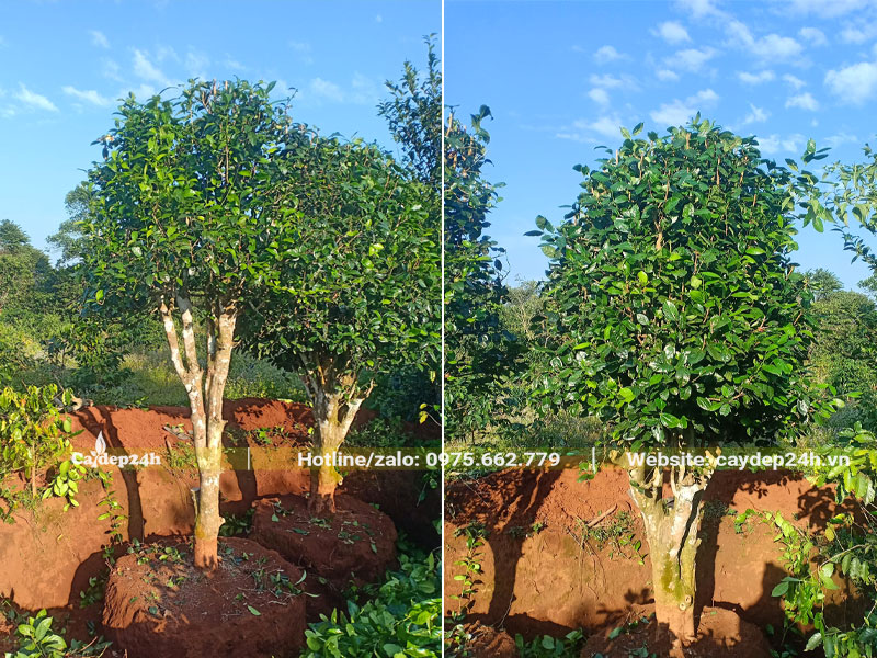 Bứng bầu cây Chè Xanh cổ thụ cao hơn 2m