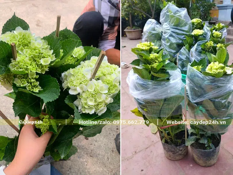 Bọc tán và hoa của cây Cẩm Tú Cầu bằng nilon