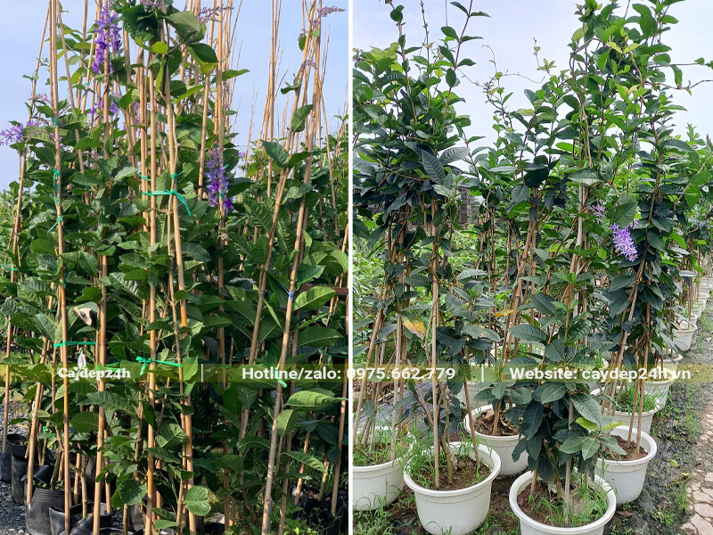 Mai Xanh thân leo trồng trong chậu