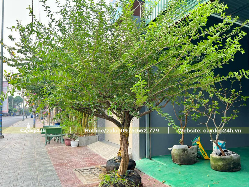 Cây Sơ Ri đẹp còn nguyên tay cành, đường kính gốc 10cm