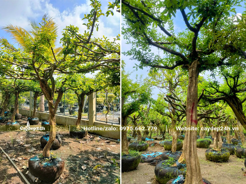 Vườn dâm ủ cây sơ ri chiều cao 2m