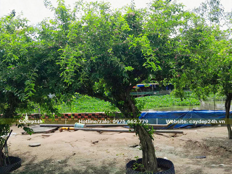 Hình ảnh cây Sơ ri cổ thụ cao gần 2m, đường kính tán hơn 2m