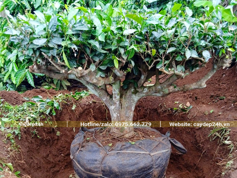 Cây Chè Xanh lâu năm đường kính gốc >10cm, mới bứng bầu