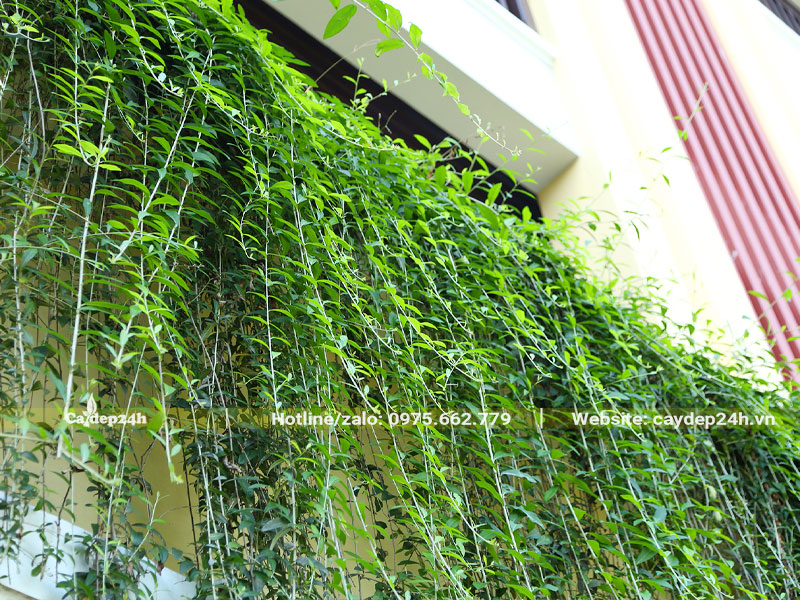 Những sợi dây xanh tự nhiên buông thành tấm rèm trước của nhà