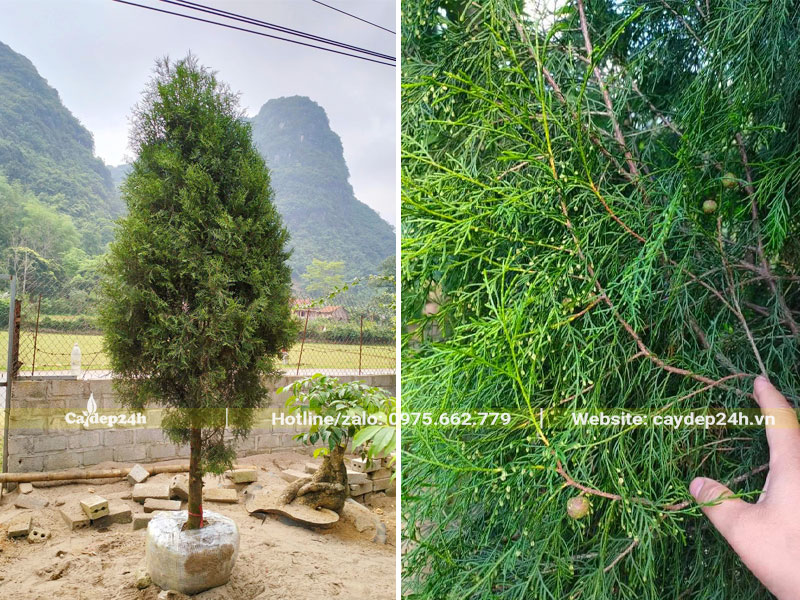 Hình ảnh cây Hoàng Đàn trưởng thành cao hơn 2m