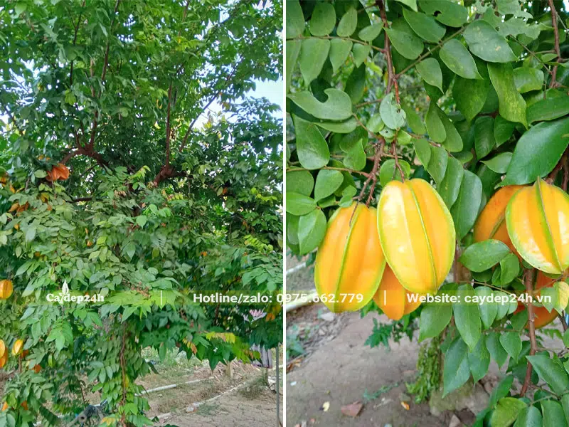 Khế ăn quả trồng trong vườn nhà, quả đã chín vàng