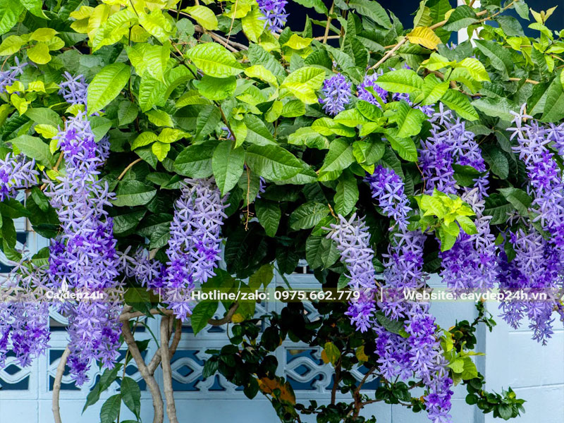 Cây hoa Mai Xanh trồng leo tường rào