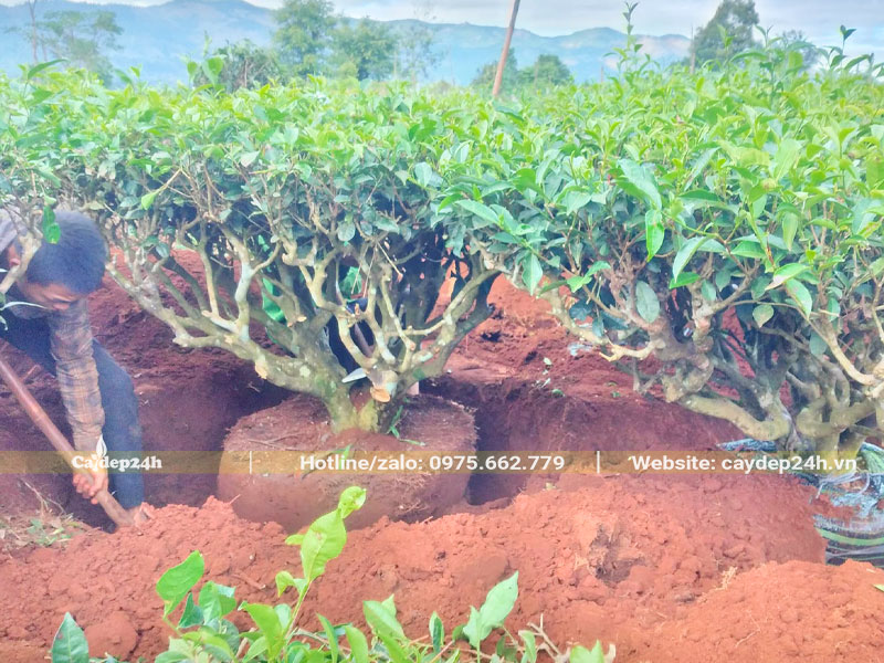 Đồi chè trồng trên đất đỏ bazan màu mỡ