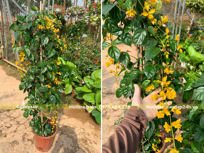 Cây hoa Lan Hoàng Dương thuần chậu cao 1m2