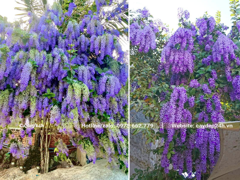 Cây Mai Xanh đang đổi màu hoa