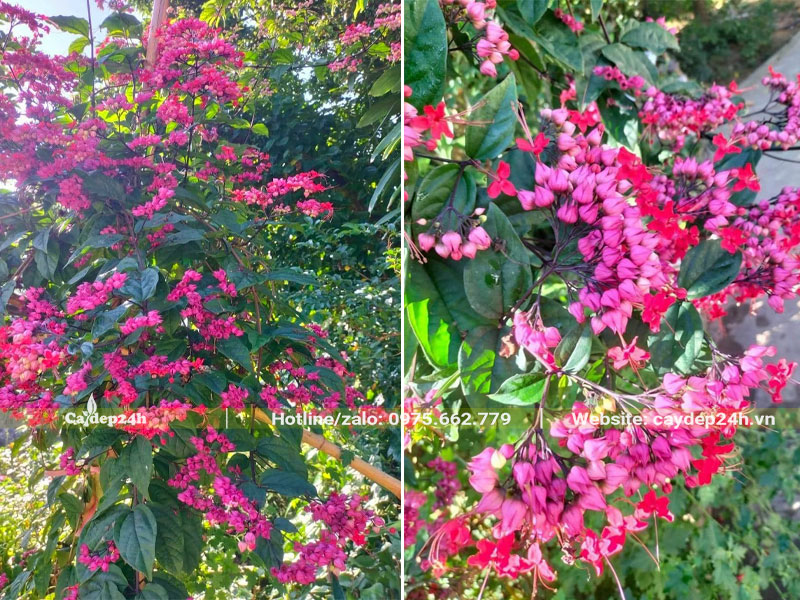 Những chùm hoa Ngọc Nữ đỏ khoe sắc