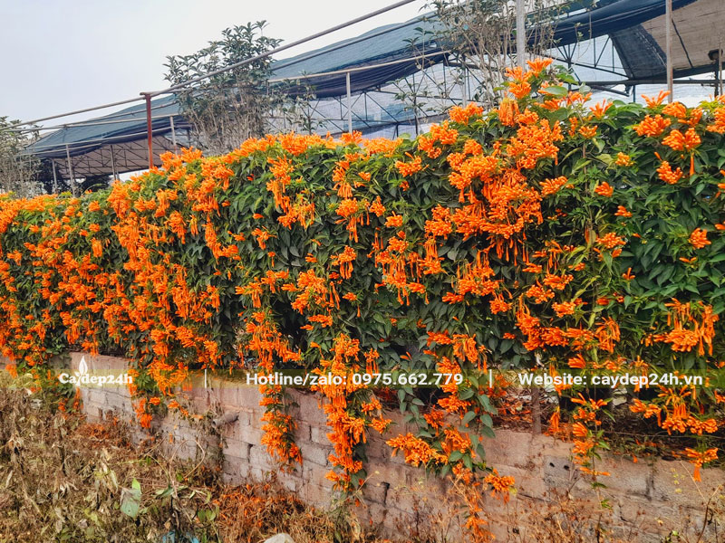 Hàng rào hoa Chùm Ớt siêu đẹp bao quanh công trình