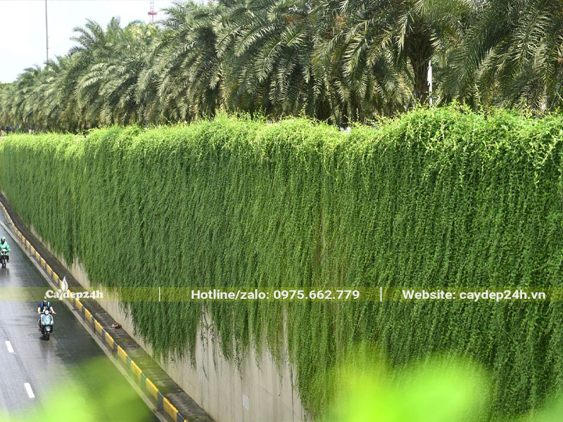Bức tường phủ lớp dây leo xanh tự nhiên