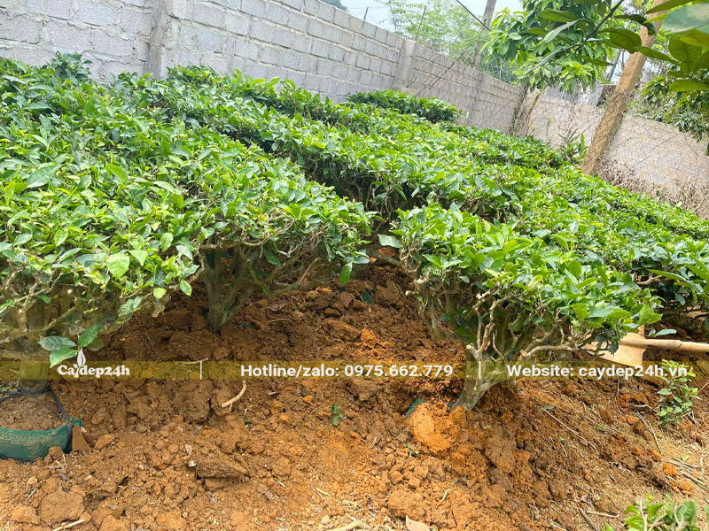 Dâm ủ số lượng lớn cây trà xanh cao 80cm