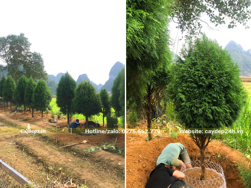Công nhân đang bứng và bọc bầu cho cây Hoàng Đàn cao 2 - 2,5m