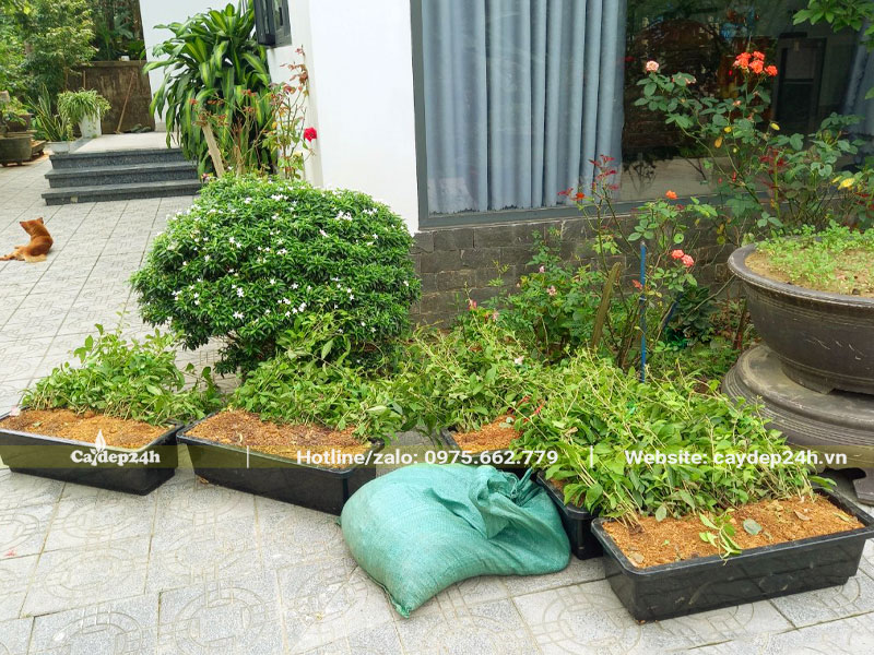 Trồng dây mành trúc vào chậu nhựa chữ nhật dài 60cm