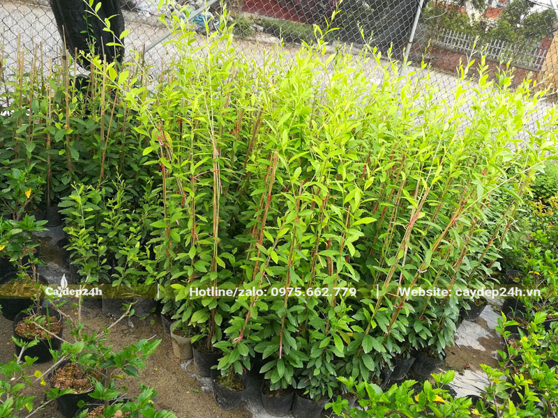 Hàng chục cây dây leo cúc tần ấn độ cao khoảng 1m