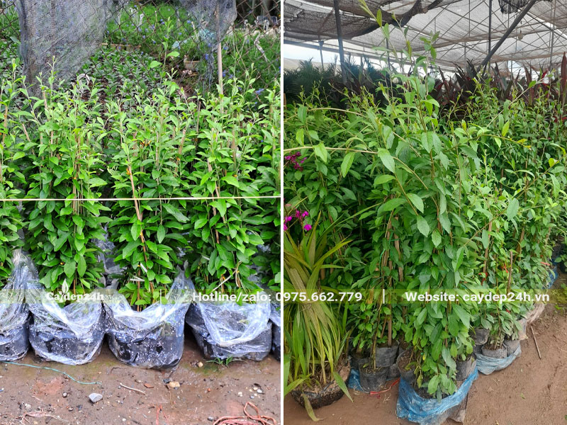 Những bịch cây cúc tần ấn độ cao 0.7 - 1m