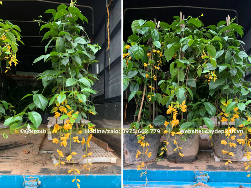 Giao lô cây Lan Hoàng Dương cao 1m, đang ra hoa