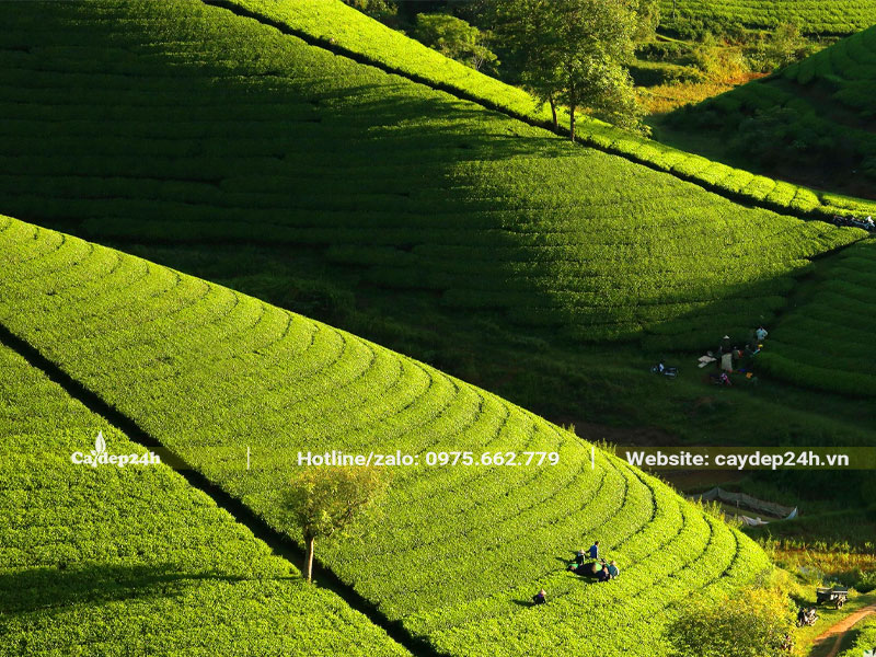 Đồi Chè Xanh ở Long Cốc (Thanh Sơn - Phú Thọ)