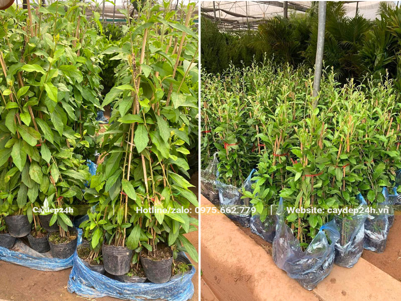 Đóng 10 cây/bịch, những cây cúc tần ấn độ chiều cao khoảng 60 - 70cm