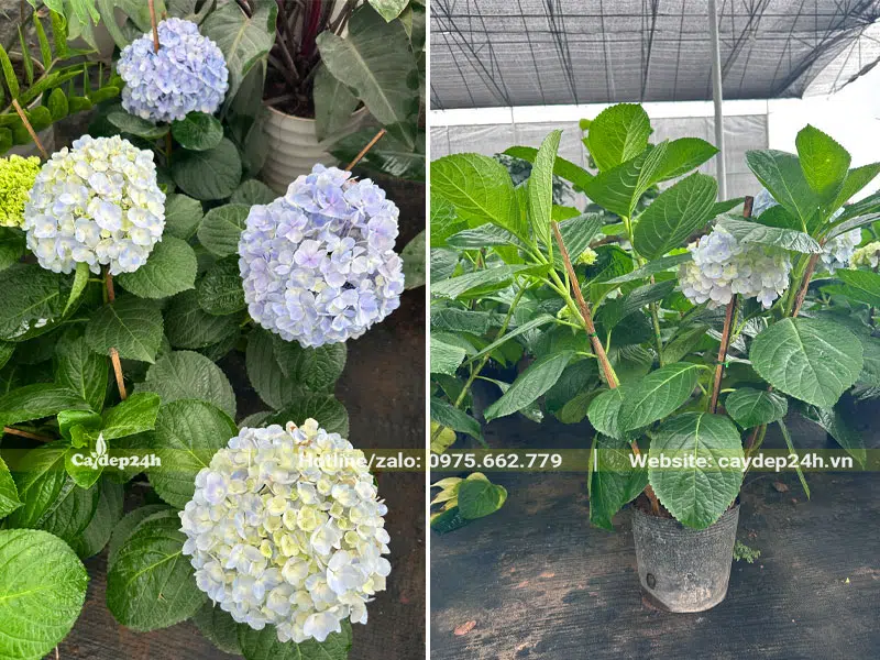 Vườn cây hoa Cẩm Tú Cầu cao 50 - 60cm đang nở rộ hoa