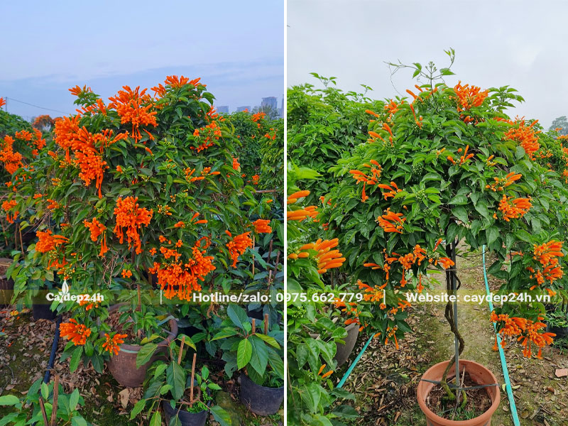 Chậu cây Chùm Ớt bonsai đẹp, chiều cao trên 1m