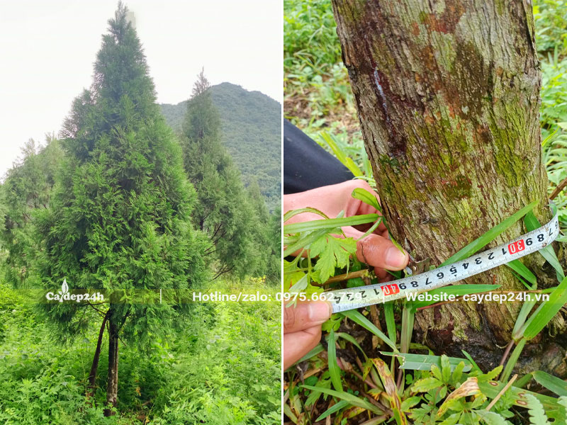 Cây trồng lâu năm tại Lạng Sơn vanh gốc từ 40 trở lên