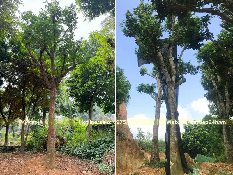 Hai cây Khế Chua đã dâm ủ nhiều năm, chiều cao 4 - 5m
