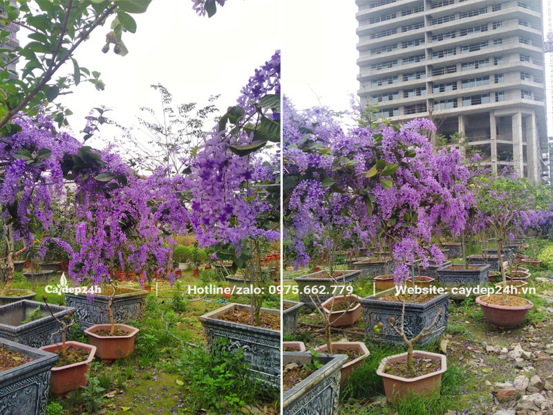 Những chậu cây hoa Mai Xanh đường kính gốc 4 - 5cm