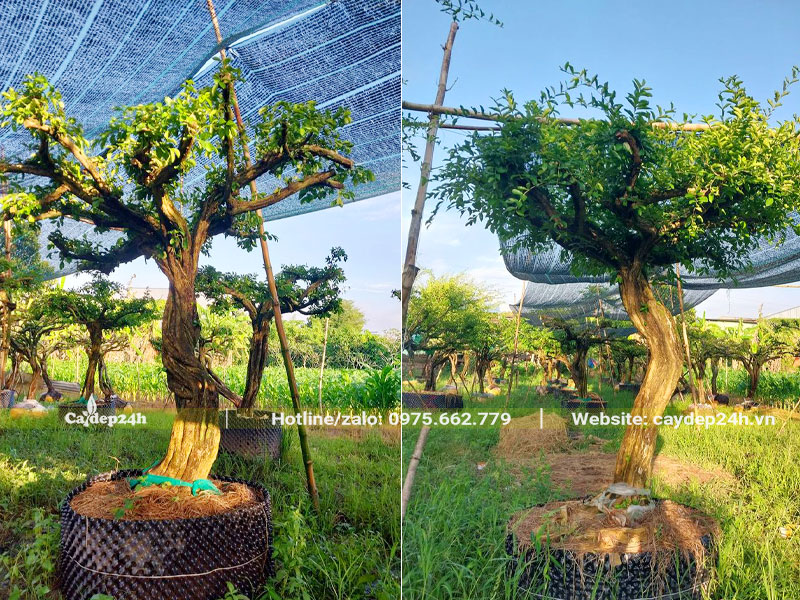 Cây sơ ri dáng đẹp, đường kính gốc 20cm