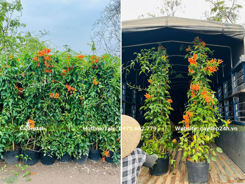 Xếp những chậu cây hoa Rạng Đông cao 1,5m lên thùng xe tải