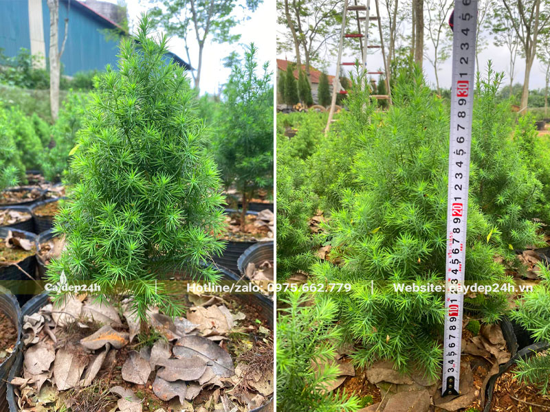 Vườn cây giống Hoàng Đàn chiều cao khoảng 30cm