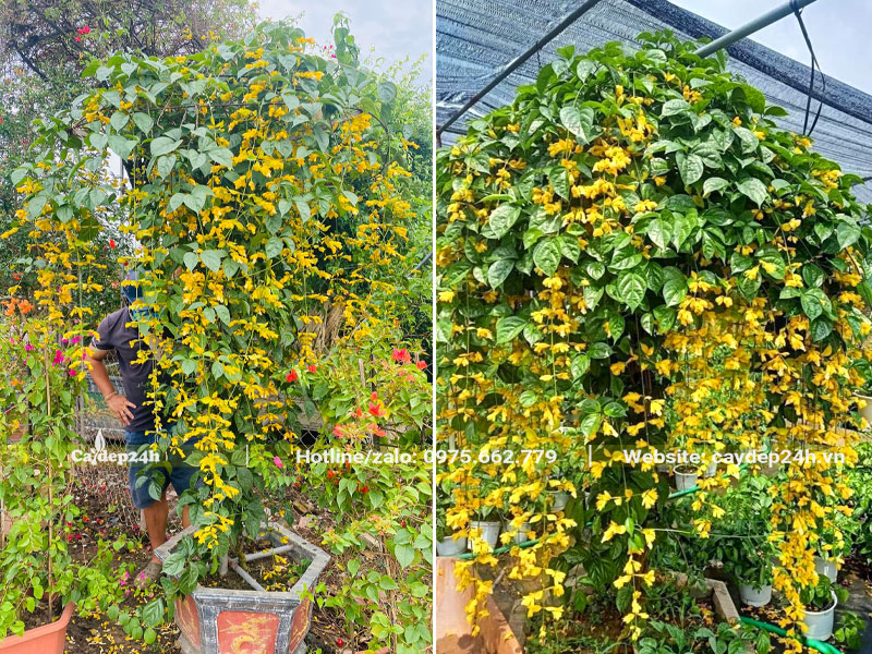 Chậu Cây Lan Hoàng Dương lâu năm tán ô đẹp