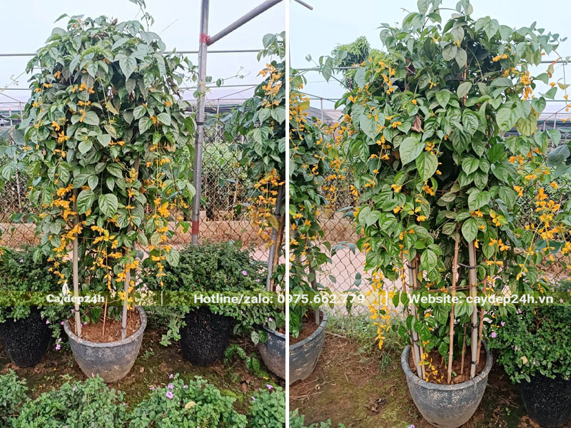 Cây Lan Hoàng Dương thuần chậu cao 2m