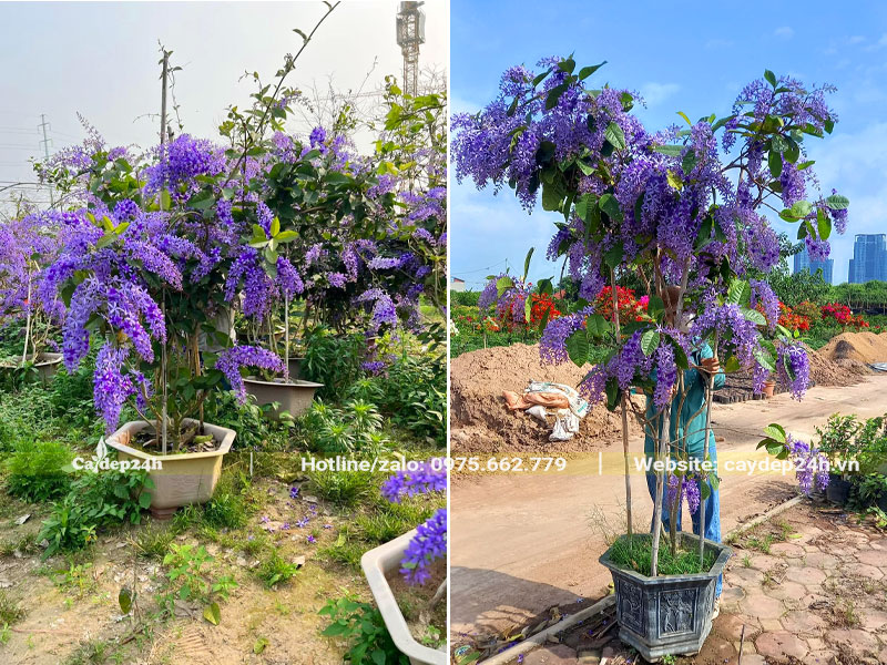 Những chậu cây Mai Xanh Thái đẹp, cao 2 - 3m