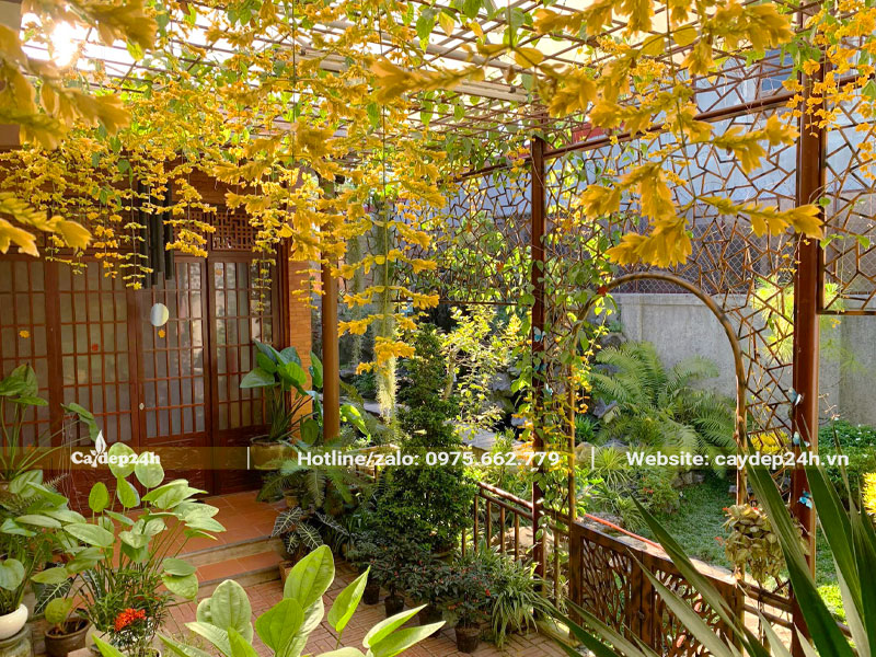 Giàn hoa vàng siêu đẹp trồng trong sân một ngôi nhà phong cách Nhật