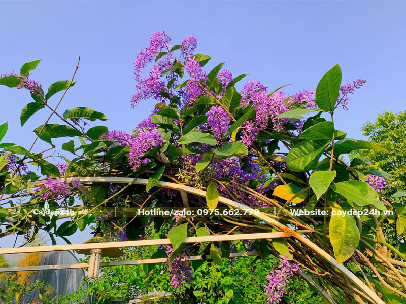 Giàn Mai Xanh đang ra hoa